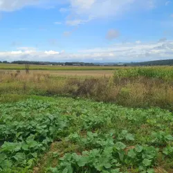 Terrain avec vue imprenable limite de zone constructible à MUESPACH LE HAUT proche SAINT LOUIS zone frontalière